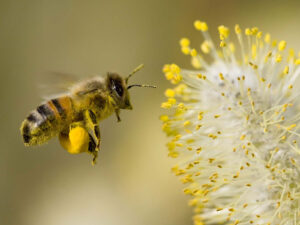 pollen lingzhi